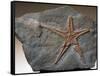 Fossilized Starfish-Layne Kennedy-Framed Stretched Canvas