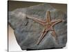 Fossilized Starfish-Layne Kennedy-Stretched Canvas