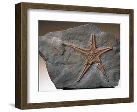 Fossilized Starfish-Layne Kennedy-Framed Photographic Print