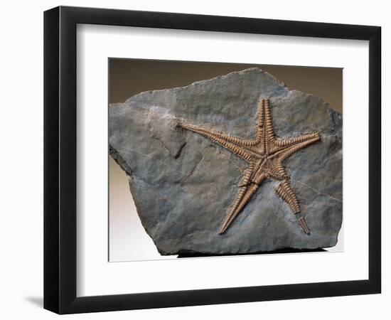 Fossilized Starfish-Layne Kennedy-Framed Photographic Print