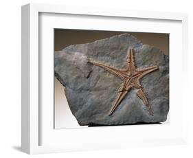 Fossilized Starfish-Layne Kennedy-Framed Photographic Print