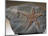 Fossilized Starfish-Layne Kennedy-Mounted Photographic Print