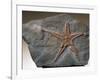 Fossilized Starfish-Layne Kennedy-Framed Photographic Print