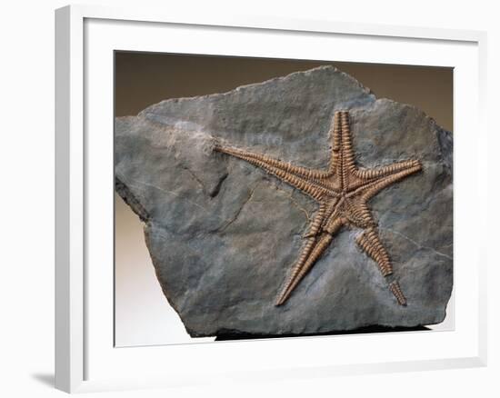 Fossilized Starfish-Layne Kennedy-Framed Photographic Print