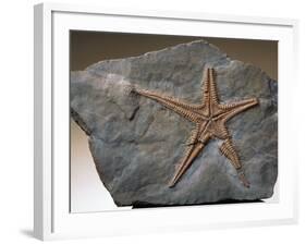 Fossilized Starfish-Layne Kennedy-Framed Photographic Print