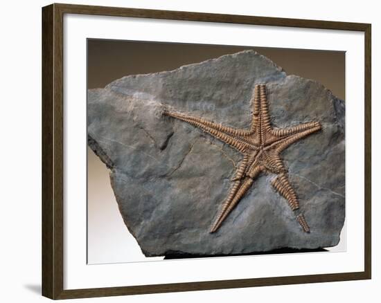 Fossilized Starfish-Layne Kennedy-Framed Photographic Print