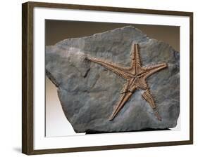 Fossilized Starfish-Layne Kennedy-Framed Photographic Print