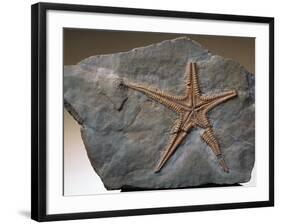 Fossilized Starfish-Layne Kennedy-Framed Photographic Print