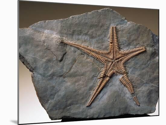 Fossilized Starfish-Layne Kennedy-Mounted Photographic Print