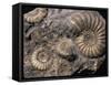 Fossils, Ammonites-Tony Waltham-Framed Stretched Canvas