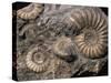 Fossils, Ammonites-Tony Waltham-Stretched Canvas