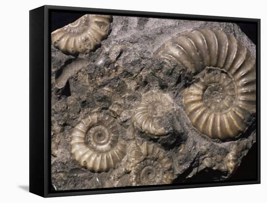 Fossils, Ammonites-Tony Waltham-Framed Stretched Canvas