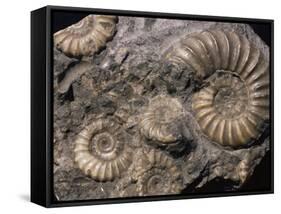 Fossils, Ammonites-Tony Waltham-Framed Stretched Canvas
