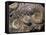 Fossils, Ammonites-Tony Waltham-Framed Stretched Canvas
