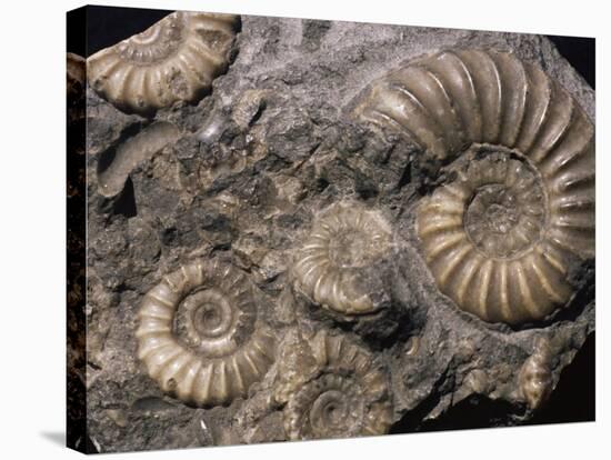 Fossils, Ammonites-Tony Waltham-Stretched Canvas