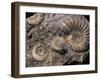 Fossils, Ammonites-Tony Waltham-Framed Photographic Print