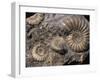 Fossils, Ammonites-Tony Waltham-Framed Photographic Print