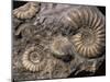 Fossils, Ammonites-Tony Waltham-Mounted Photographic Print