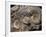 Fossils, Ammonites-Tony Waltham-Framed Photographic Print