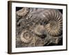 Fossils, Ammonites-Tony Waltham-Framed Photographic Print