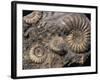 Fossils, Ammonites-Tony Waltham-Framed Photographic Print