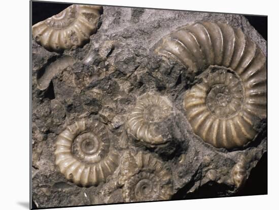 Fossils, Ammonites-Tony Waltham-Mounted Photographic Print