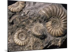 Fossils, Ammonites-Tony Waltham-Mounted Photographic Print