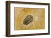 Fossils at Dinosaur Discovery, Johnson Farm, St. George, Utah-Michael DeFreitas-Framed Premium Photographic Print