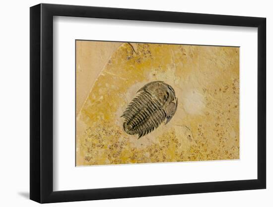 Fossils at Dinosaur Discovery, Johnson Farm, St. George, Utah-Michael DeFreitas-Framed Premium Photographic Print