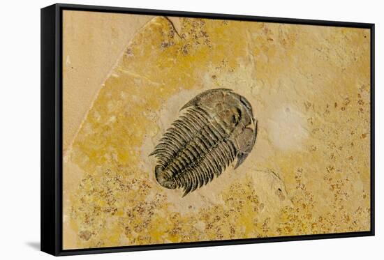 Fossils at Dinosaur Discovery, Johnson Farm, St. George, Utah-Michael DeFreitas-Framed Stretched Canvas