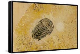 Fossils at Dinosaur Discovery, Johnson Farm, St. George, Utah-Michael DeFreitas-Framed Stretched Canvas