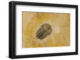 Fossils at Dinosaur Discovery, Johnson Farm, St. George, Utah-Michael DeFreitas-Framed Photographic Print