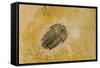 Fossils at Dinosaur Discovery, Johnson Farm, St. George, Utah-Michael DeFreitas-Framed Stretched Canvas