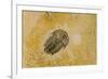 Fossils at Dinosaur Discovery, Johnson Farm, St. George, Utah-Michael DeFreitas-Framed Photographic Print