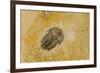 Fossils at Dinosaur Discovery, Johnson Farm, St. George, Utah-Michael DeFreitas-Framed Photographic Print