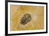 Fossils at Dinosaur Discovery, Johnson Farm, St. George, Utah-Michael DeFreitas-Framed Photographic Print