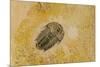 Fossils at Dinosaur Discovery, Johnson Farm, St. George, Utah-Michael DeFreitas-Mounted Photographic Print