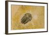 Fossils at Dinosaur Discovery, Johnson Farm, St. George, Utah-Michael DeFreitas-Framed Photographic Print