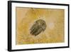 Fossils at Dinosaur Discovery, Johnson Farm, St. George, Utah-Michael DeFreitas-Framed Photographic Print