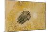 Fossils at Dinosaur Discovery, Johnson Farm, St. George, Utah-Michael DeFreitas-Mounted Photographic Print