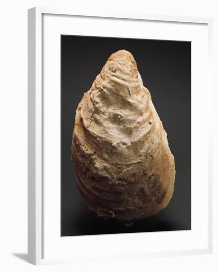 Fossils, Oyster from Mount Loffa, Veneto Region, Italy-null-Framed Giclee Print