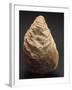 Fossils, Oyster from Mount Loffa, Veneto Region, Italy-null-Framed Giclee Print