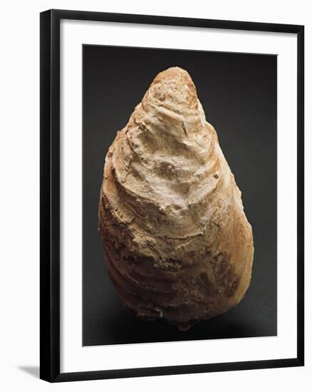 Fossils, Oyster from Mount Loffa, Veneto Region, Italy-null-Framed Giclee Print