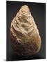 Fossils, Oyster from Mount Loffa, Veneto Region, Italy-null-Mounted Giclee Print