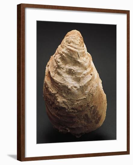 Fossils, Oyster from Mount Loffa, Veneto Region, Italy-null-Framed Giclee Print