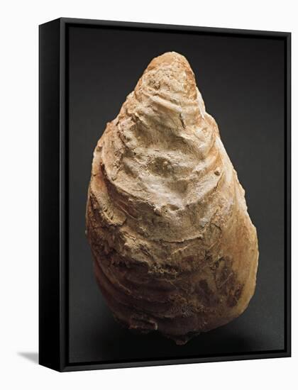 Fossils, Oyster from Mount Loffa, Veneto Region, Italy-null-Framed Stretched Canvas