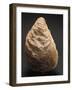 Fossils, Oyster from Mount Loffa, Veneto Region, Italy-null-Framed Giclee Print