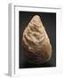 Fossils, Oyster from Mount Loffa, Veneto Region, Italy-null-Framed Giclee Print