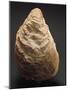 Fossils, Oyster from Mount Loffa, Veneto Region, Italy-null-Mounted Giclee Print