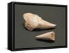Fossils, Shark Teeth-null-Framed Stretched Canvas